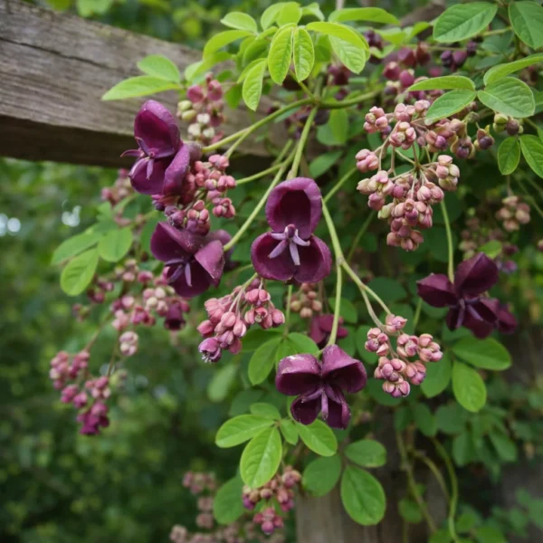 Chocolate Vine (Akebia quinata) plant