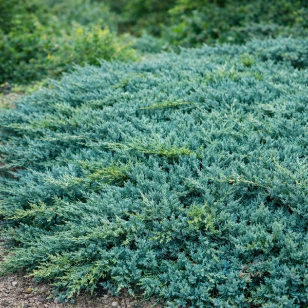 Creeping Juniper (Juniperus horizontalis 'Blue Chip') plant
