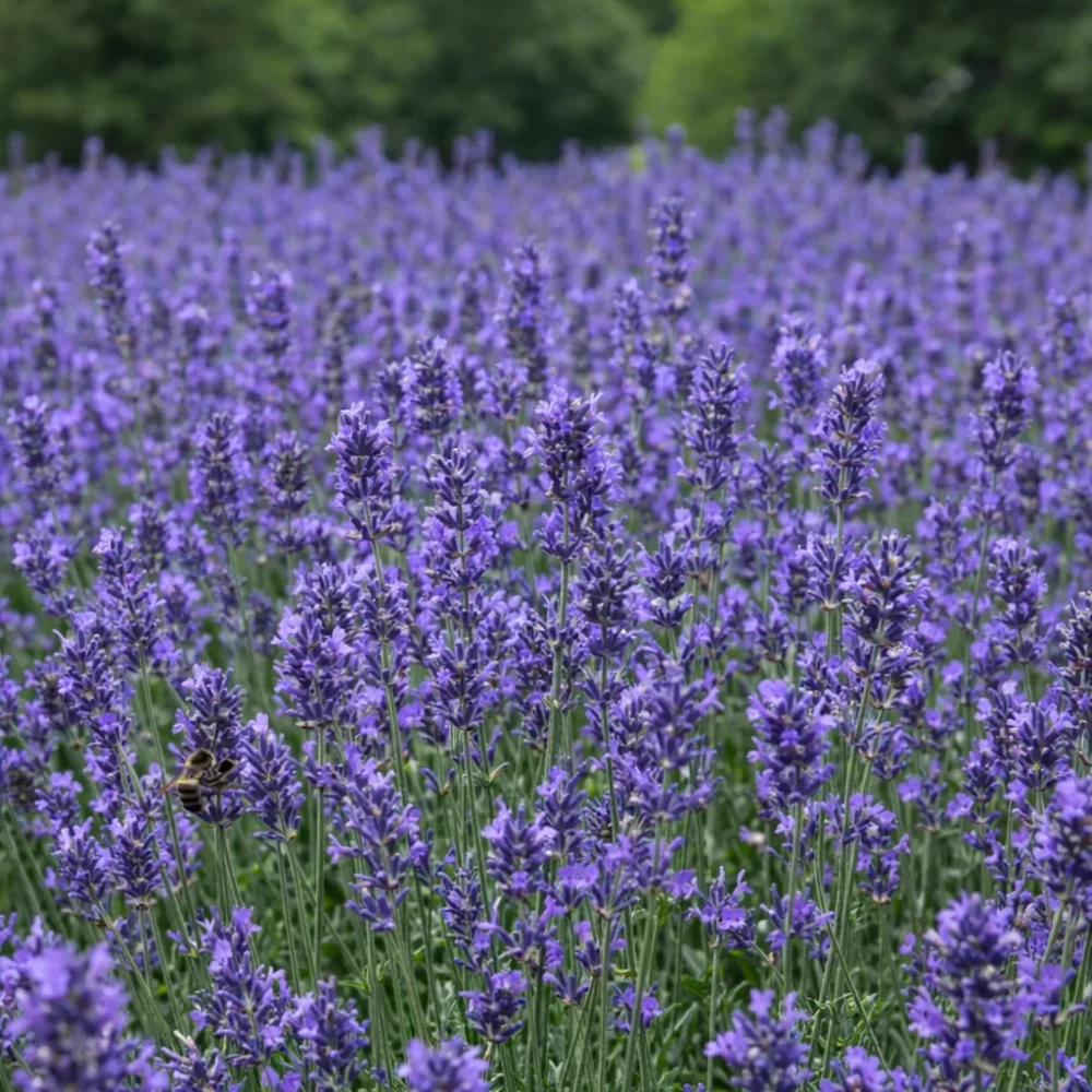 English Lavender plant