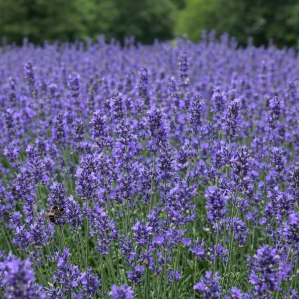 English lavender (Lavandula angustifolia) plant