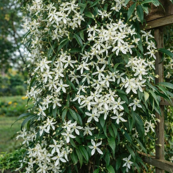 Evergreen Clematis (Clematis armandii) plant