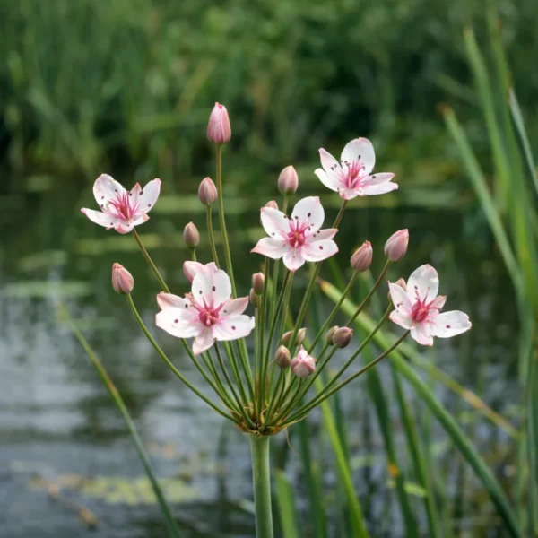 Flowering Rush (Butomus umbellatus) plant