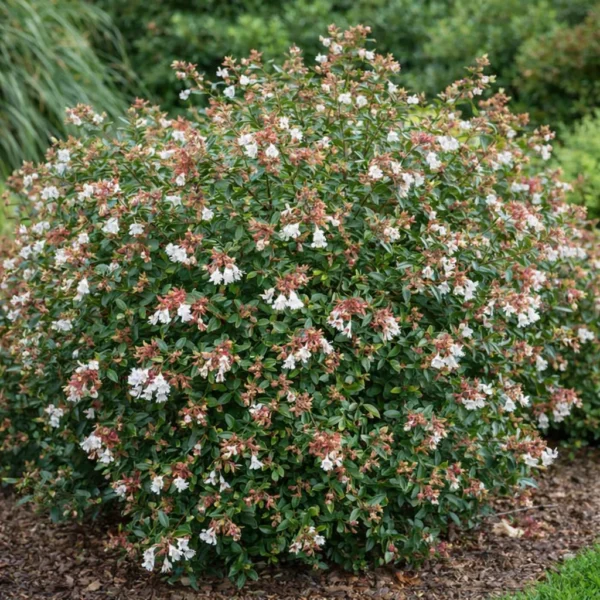 Glossy Abelia (Abelia × grandiflora) plant