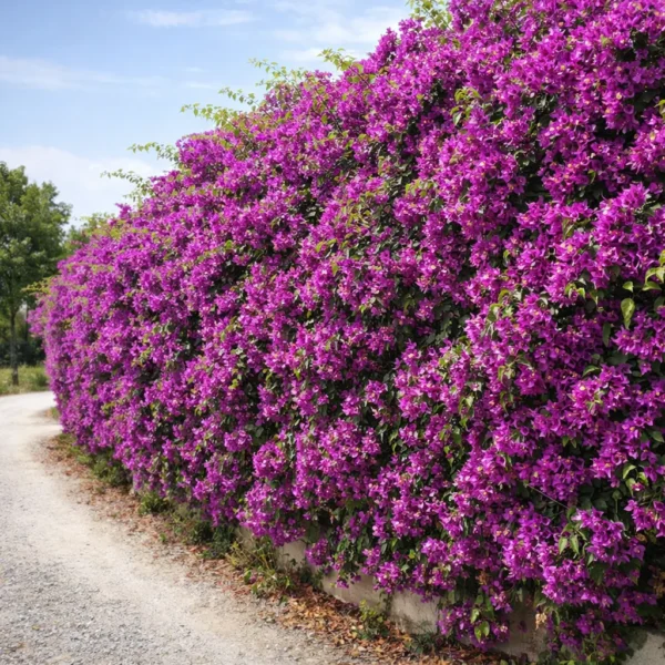 Lesser Bougainvillea (Bougainvillea glabra) plant