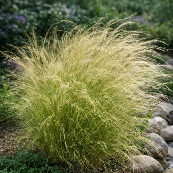 Mexican Feather Grass (Stipa tenuissima) plant