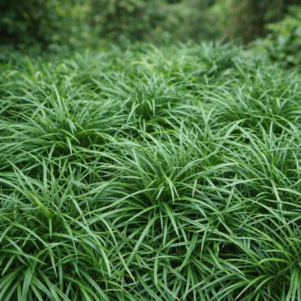 Mondo Grass (Ophiopogon japonicus) plant