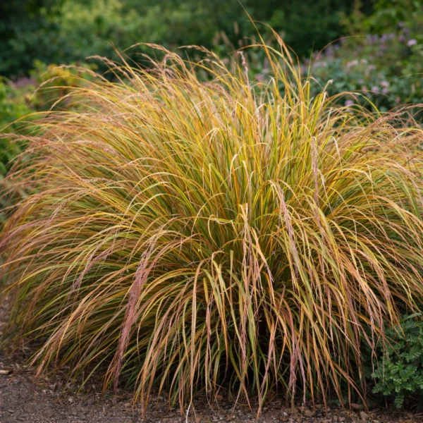 New Zealand Wind Grass (Anemanthele lessoniana) care