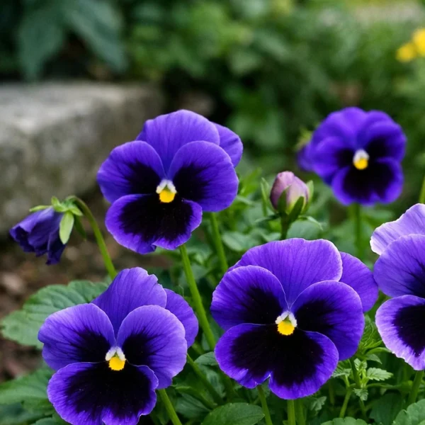 Pansy (Viola × wittrockiana) plant