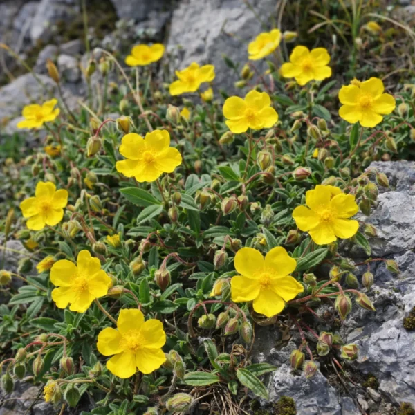 Rock Rose (Helianthemum nummularium) plant