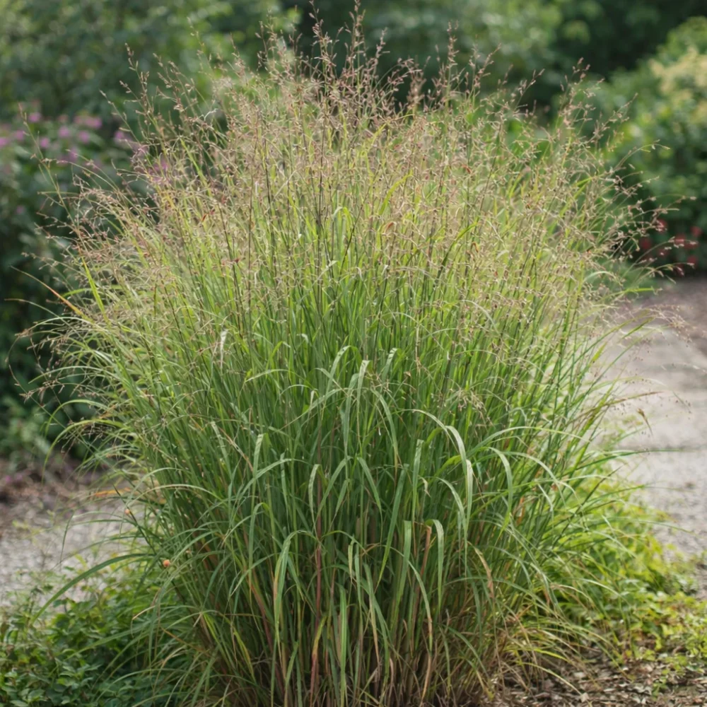 Switchgrass plant