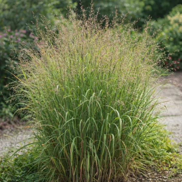 Switchgrass (Panicum virgatum) plant