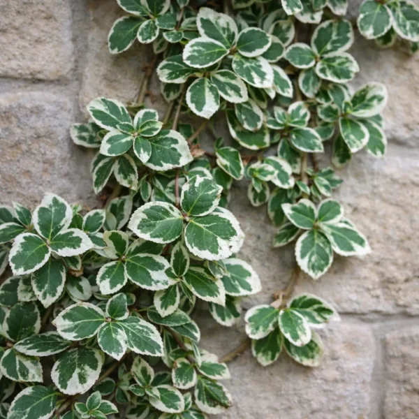 Wintercreeper (Euonymus fortunei 'Emerald Gaiety') plant