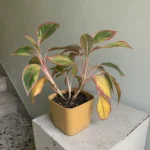 Aglaonema ‘Siam Aurora’ leaves turning yellow: causes and fixes