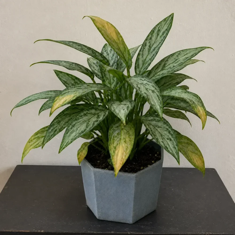 Aglaonema ‘Silver Queen’ leaves turning yellow: causes and solutions