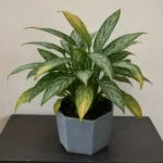 Aglaonema ‘Silver Queen’ leaves turning yellow: causes and solutions