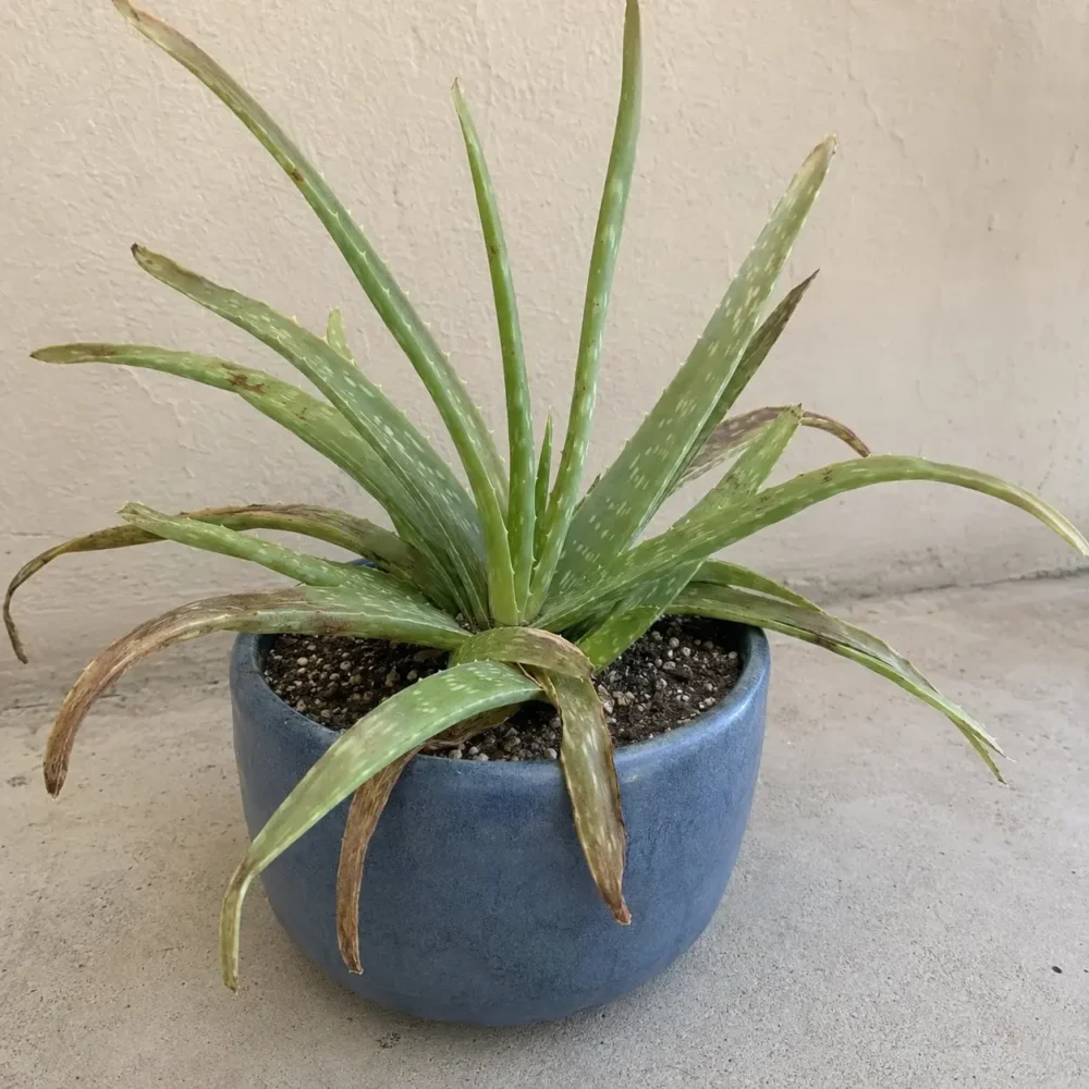 Aloe Vera leaves turning brown and soft: reasons and solutions