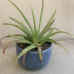 Aloe Vera leaves turning brown and soft: reasons and solutions