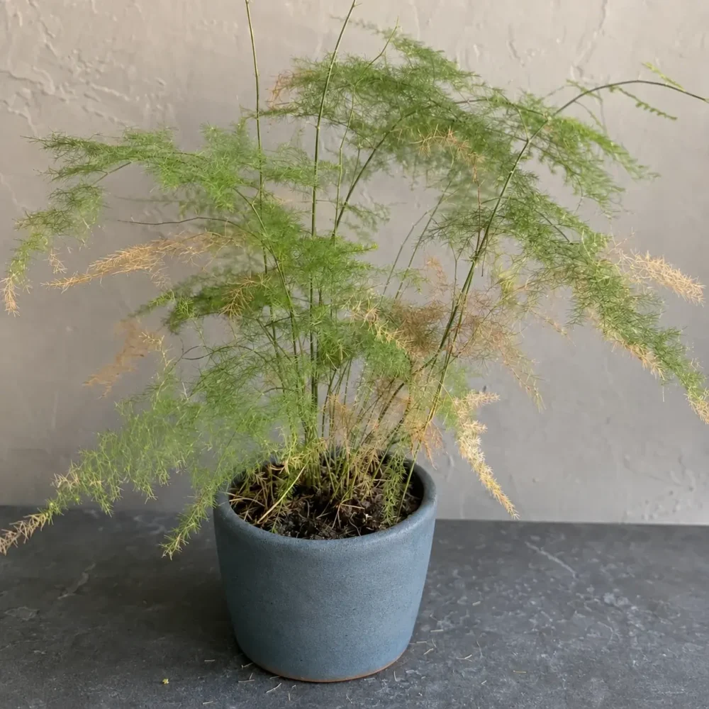 Why Is My Asparagus Fern Turning Brown and Shedding?