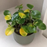 Baby Rubber Plant leaves turning yellow and falling off: what it really means