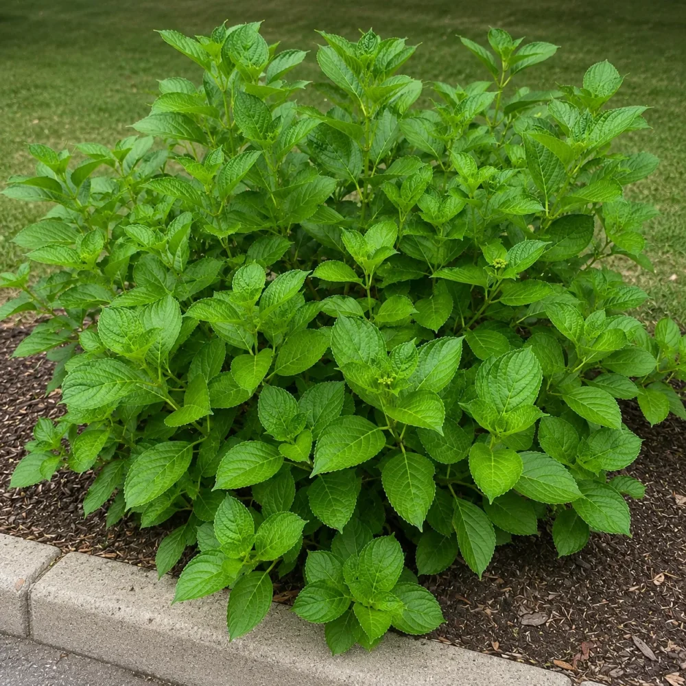 Bigleaf Hydrangea not blooming: why you get big leaves but no flowers and how to fix it