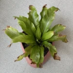 Bird’s Nest Fern brown tips and crispy fronds: how to stop it