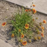 Blanket Flower flopped over: how to keep it upright