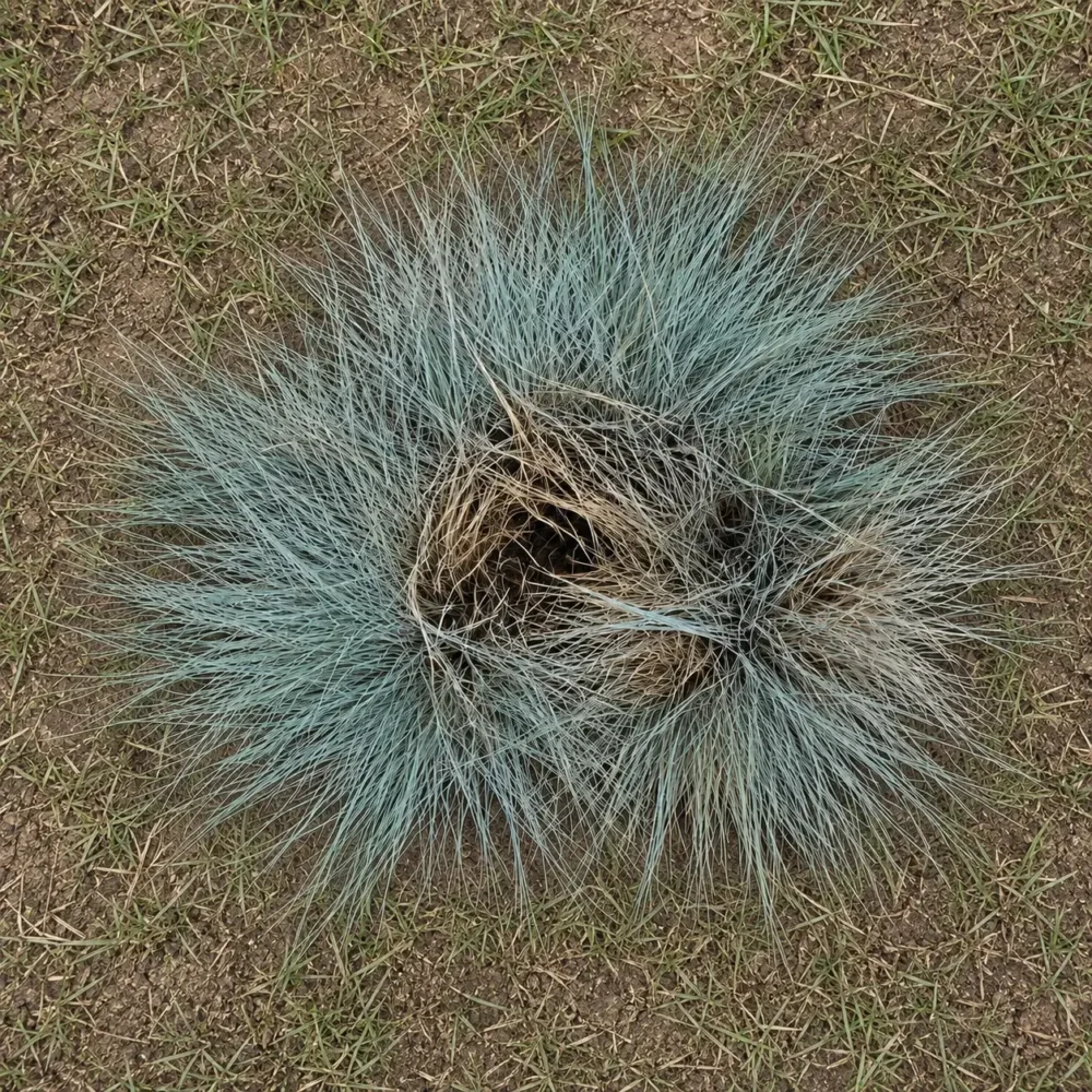 Why Is Blue Fescue Dying in the Middle?