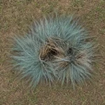 Why Is Blue Fescue Dying in the Middle?