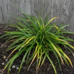 Blue Lily Turf turning yellow and pulling out easily: spotting crown rot before it spreads