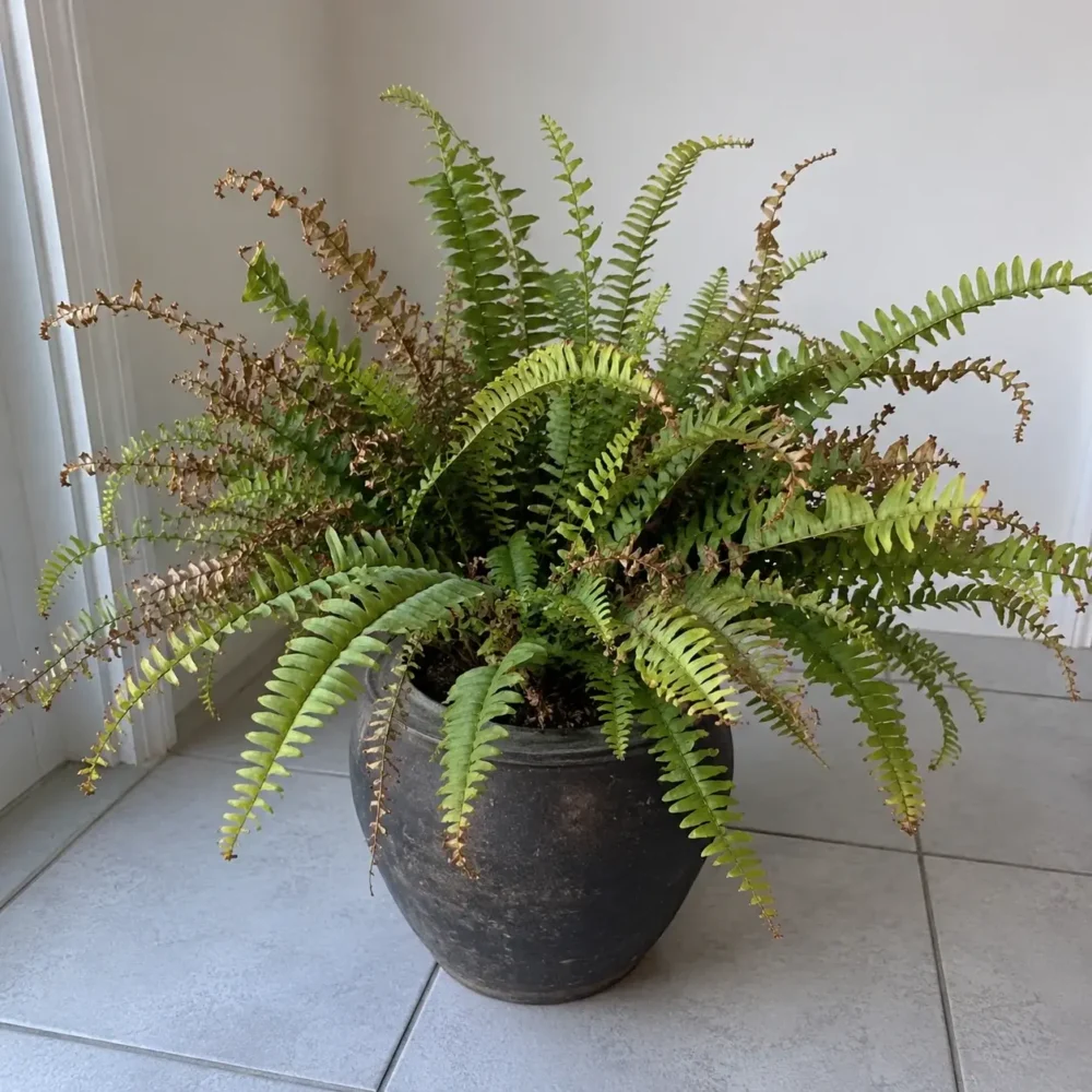 Boston Fern Turning Brown and Dropping Fronds: What’s Really Causing It Indoors