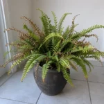 Boston Fern Turning Brown and Dropping Fronds: What’s Really Causing It Indoors