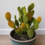 Bunny Ears Cactus Going Soft or Yellow: The Watering Mistake That Causes It