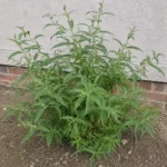Butterfly Bush Not Blooming in Summer? The Pruning and Sunlight Fix That Brings Flowers Back