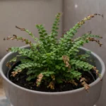 Button Fern Going Crispy and Brown? The Hidden Dehydration