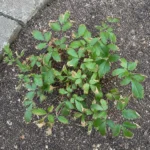 Chinese Astilbe With Brown, Crispy Leaf Edges? It's Leaf Scorch