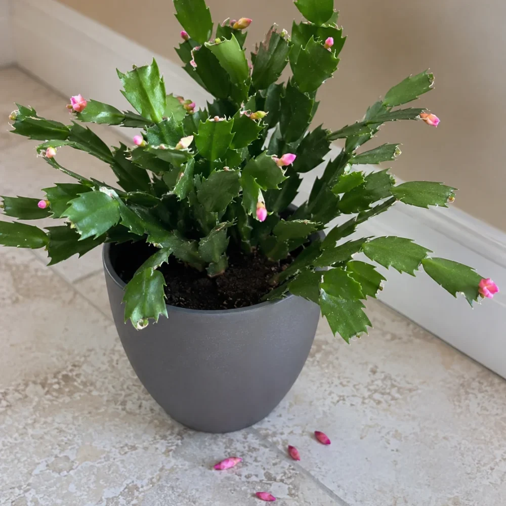 Christmas Cactus Buds Falling Off: Why It Happens and How to Stop It