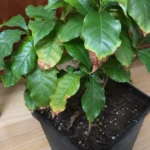 Coffee Plant Brown Leaf Tips - Humidity, Watering, and How to Fix It