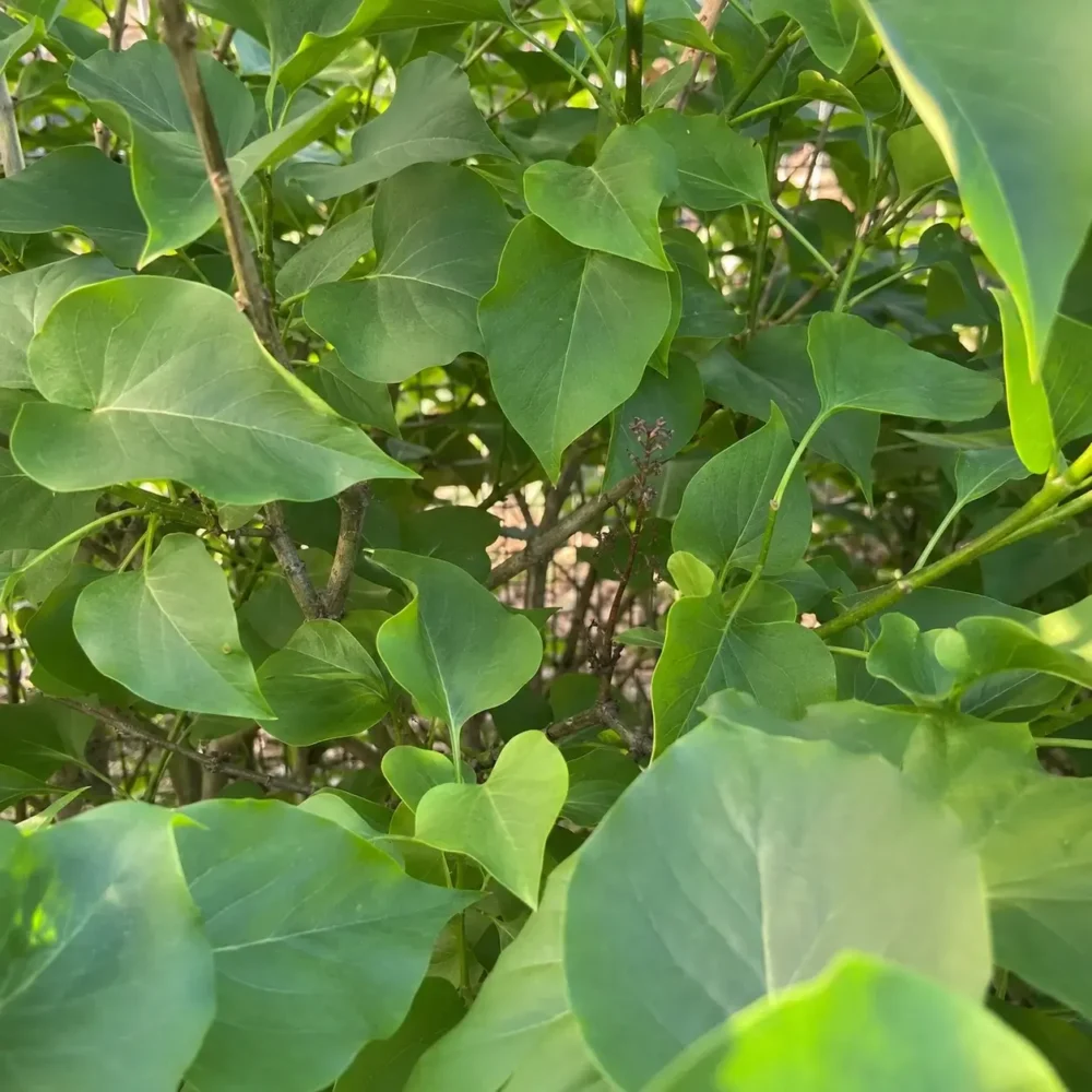 Common Lilac Not Blooming: How to Get Flowers Back