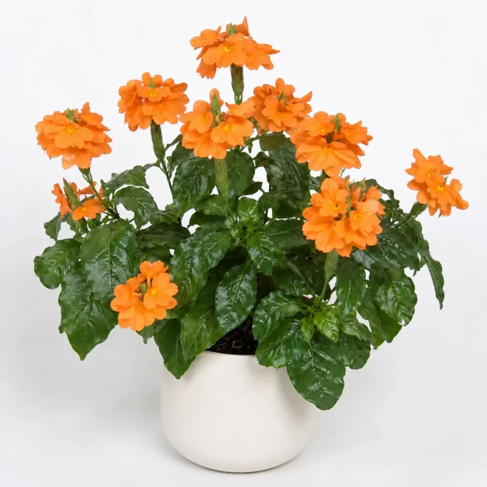 Crossandra Bud Drop: Causes & Fixes