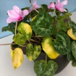 Florist Cyclamen leaves turning yellow and drooping: causes and fixes