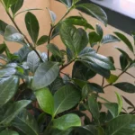 Gardenia buds falling off before opening: causes and fixes
