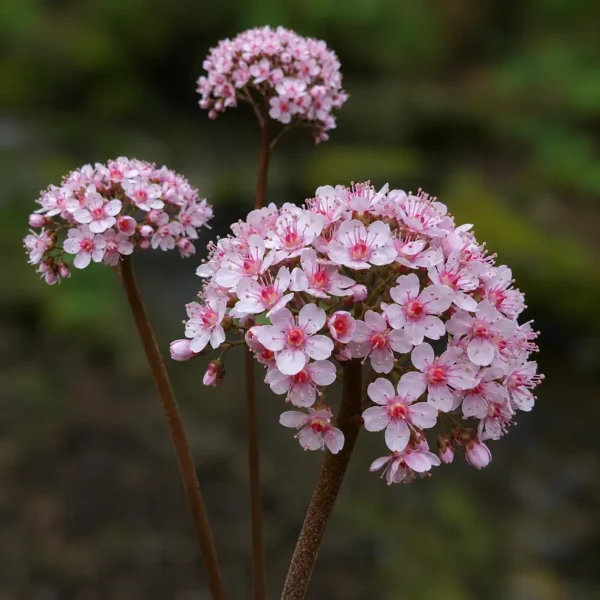 Umbrella Plant plant