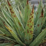 Adam’s Needle brown spots on leaves: causes and fixes