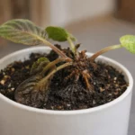 African Violet root & crown rot: symptoms, causes, and how to save the plant