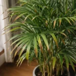 Areca Palm brown tips indoors: what triggers it and how to get clean fronds again