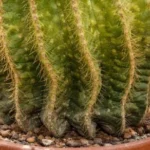 Balloon Cactus turning soft at the base: how to tell rot from normal corking