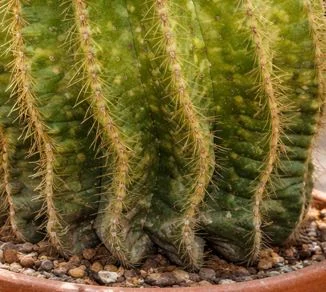 Balloon Cactus turning soft at the base: how to tell rot from normal corking