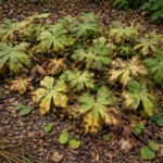 Bigroot Geranium Looks Scruffy After Bloom: The Right Cleanup