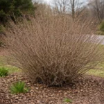 Border Forsythia Not Blooming: How to Fix it