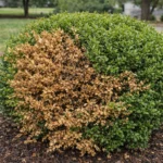 Boxwood Turning Brown and Dying Back: How to Fix It Fast